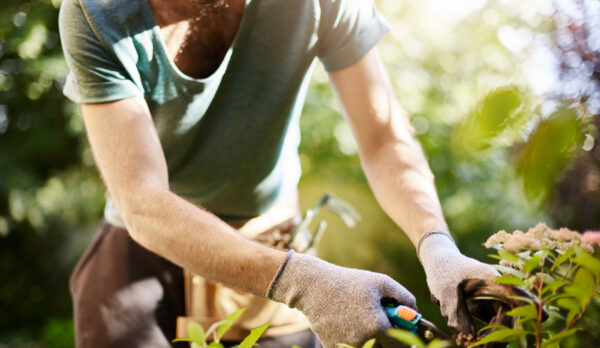 close-up-strong-man-gloves-cutting-leaves-his-garden-farmer-spending-summer-morning-working-garden-near-countryside-house